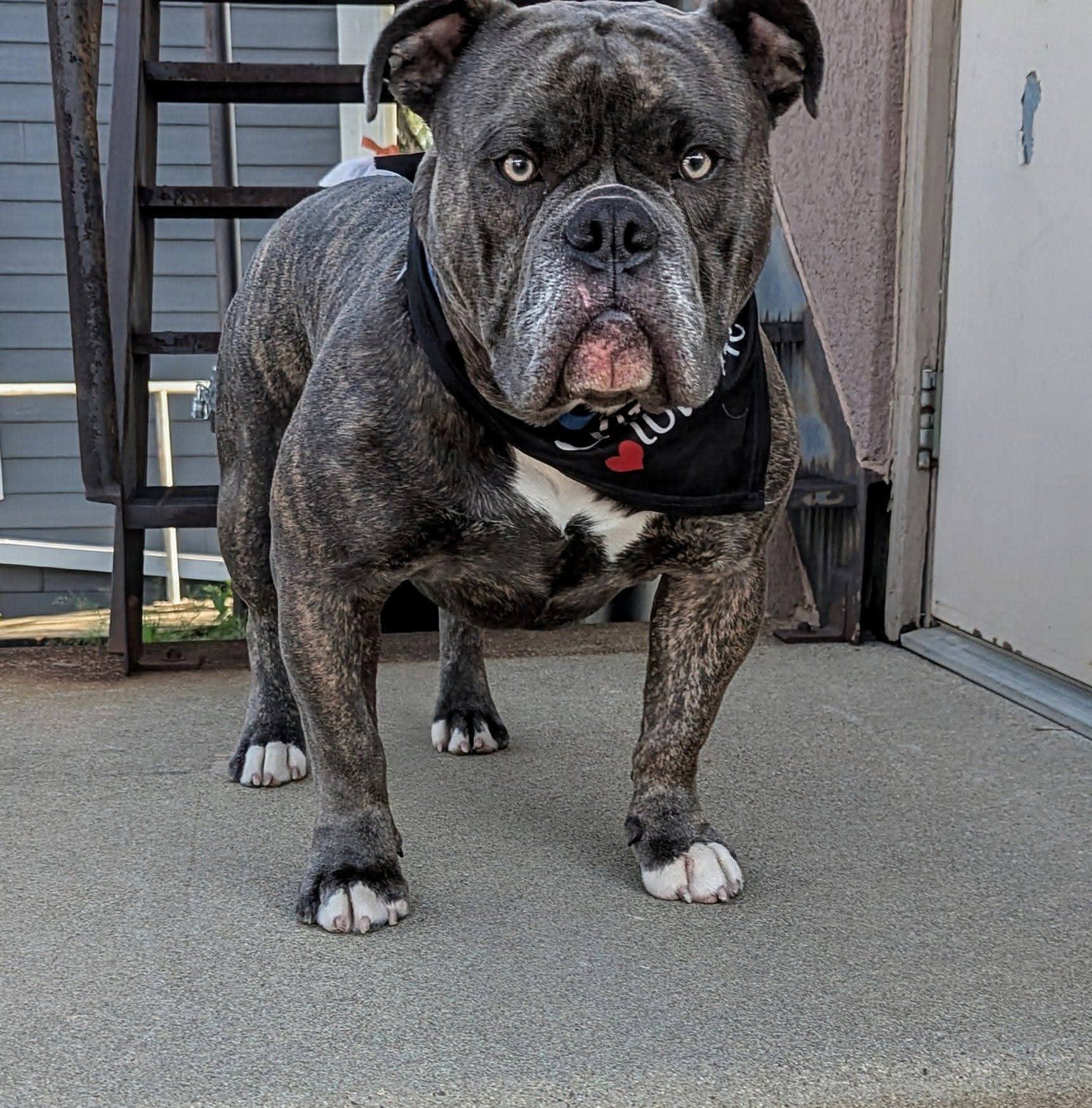 Capone — Gemstones’ Capone, Olde English Bulldogge at Gemstone Bulldogges