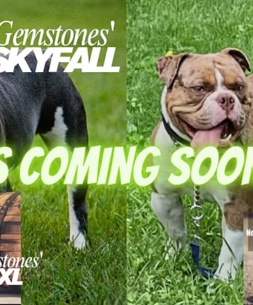 Gemstone Bulldogges Olde English Bulldogge puppy photo 5
