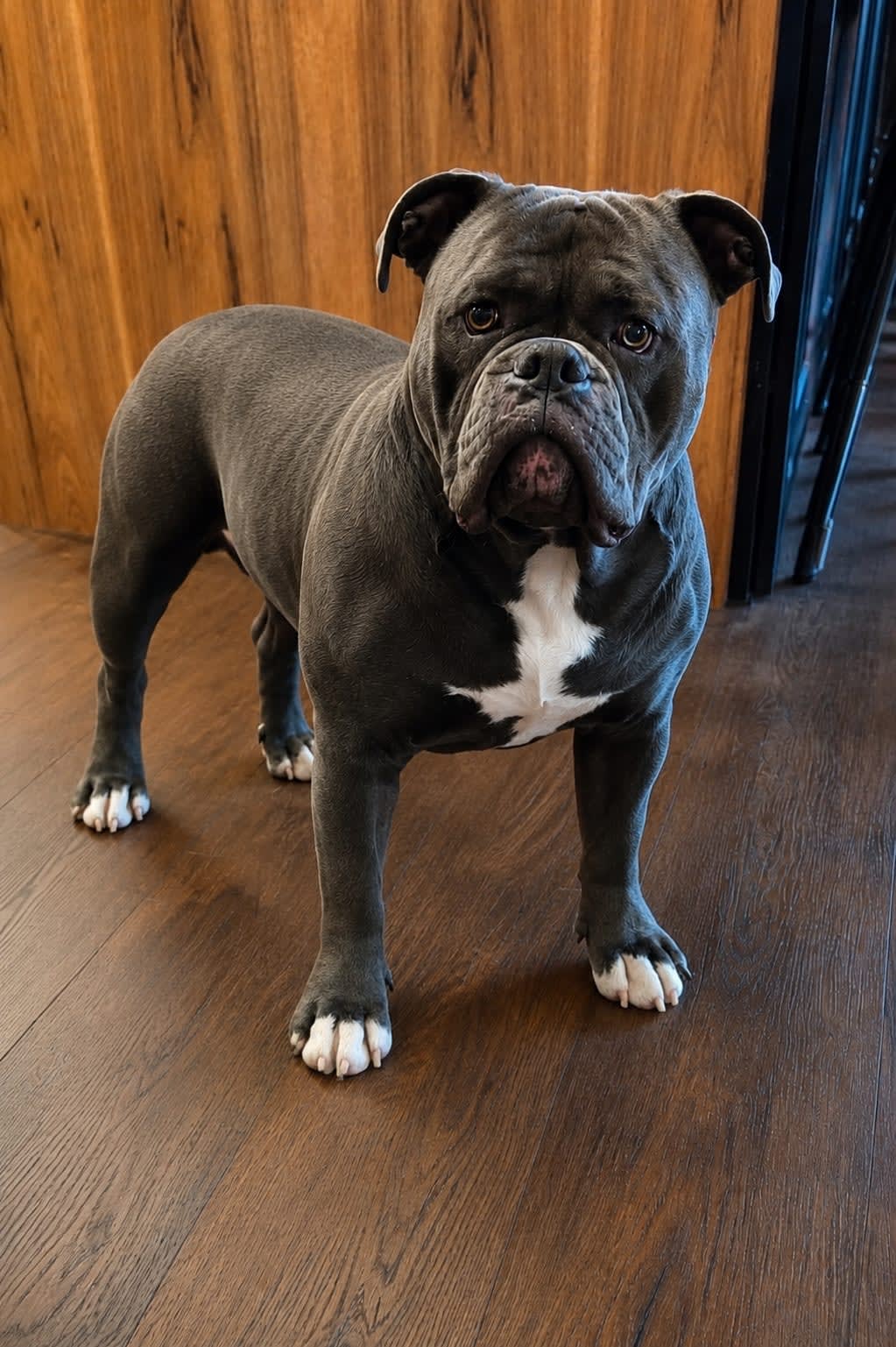 Bugsy — Gemstones' Bugsy Siegel, Olde English Bulldogge at Gemstone Bulldogges