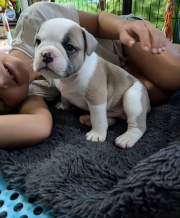 Gemstone Bulldogges Olde English Bulldogge puppy photo 3