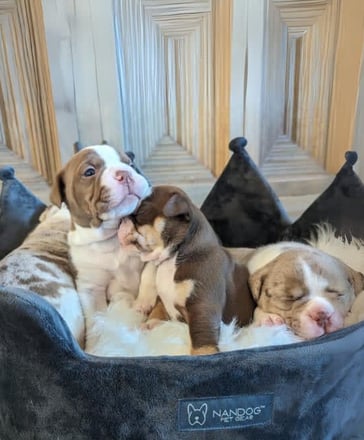 Gemstone Bulldogges Olde English Bulldogge puppy photo 1