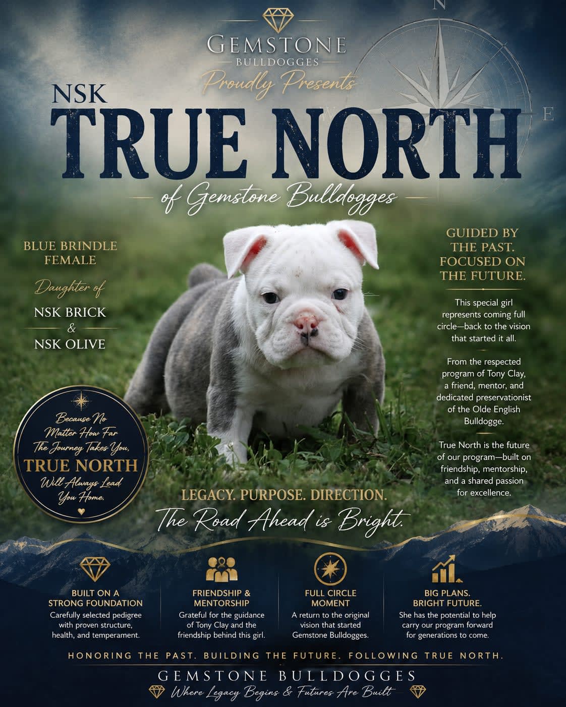 True North — NSK True North of Gemstone Bulldogges, Olde English Bulldogge at Gemstone Bulldogges