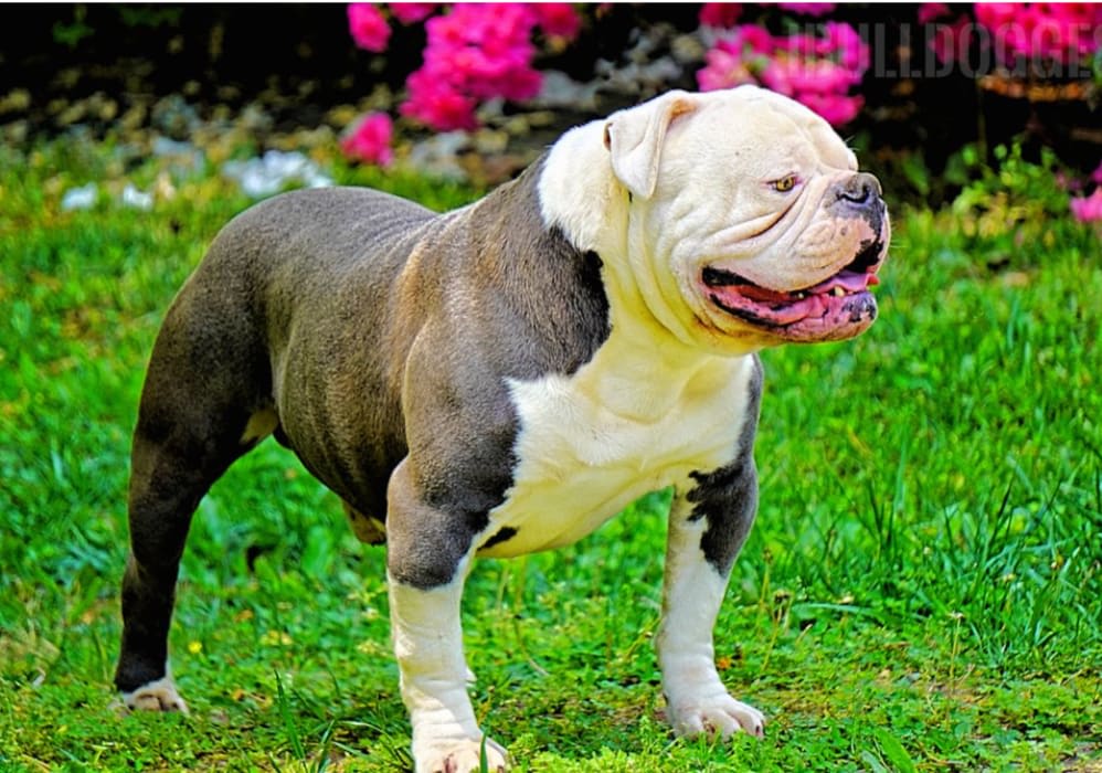 Cobra — iBulldogges' King Cobra, Olde English Bulldogge at Gemstone Bulldogges