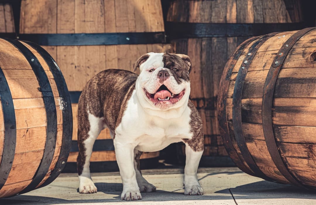 Axl — Gemstone's Sweet Child O' Mine, Olde English Bulldogge at Gemstone Bulldogges
