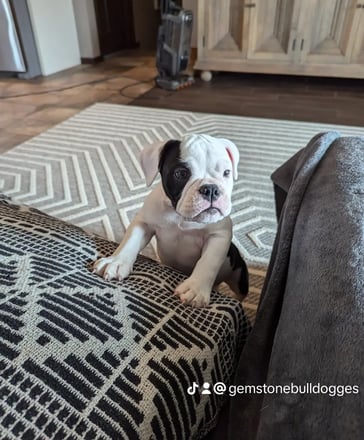 Gemstone Bulldogges Olde English Bulldogge puppy photo 2