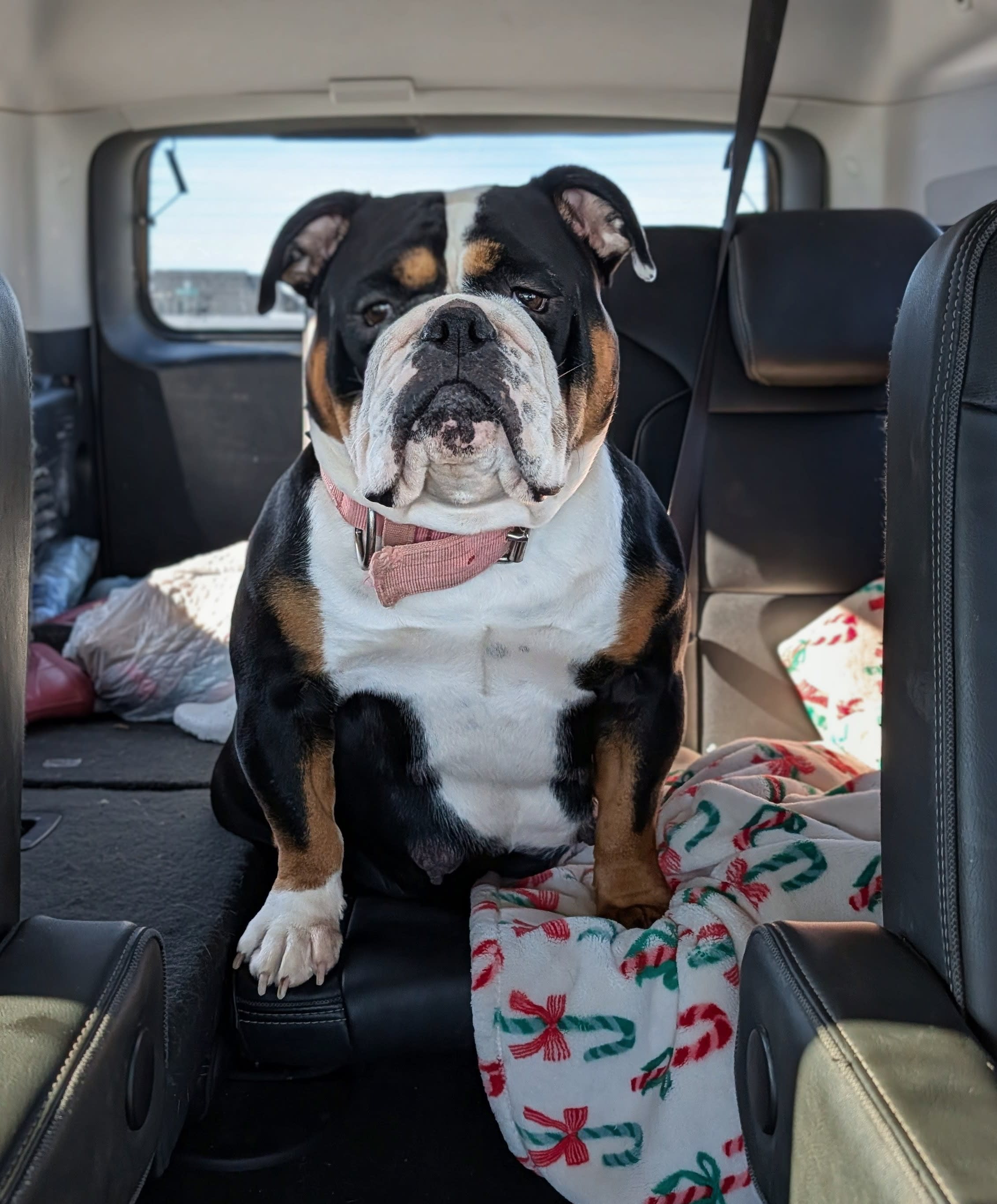 Georgia Peaches — Saints and Sinners Georgia Peaches, Olde English Bulldogge at Gemstone Bulldogges