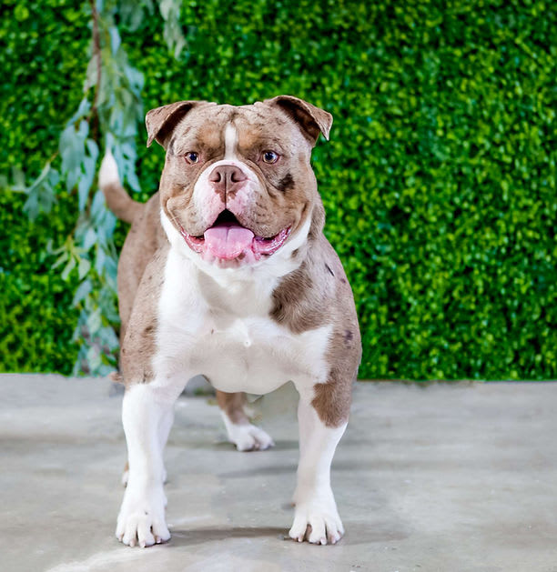 Odin — Gemstones' Top Gun Maverick, Olde English Bulldogge at Gemstone Bulldogges