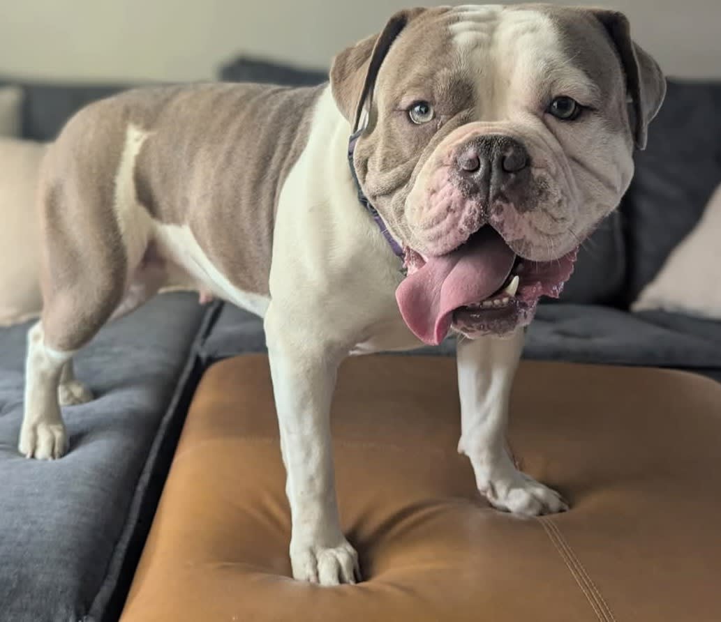 Gracie — EMBBs Grape Soda of Gemstone Bulldogges, Olde English Bulldogge at Gemstone Bulldogges