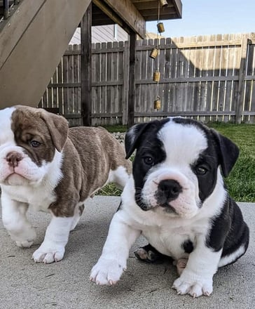 Gemstone Bulldogges Olde English Bulldogge puppy photo 4